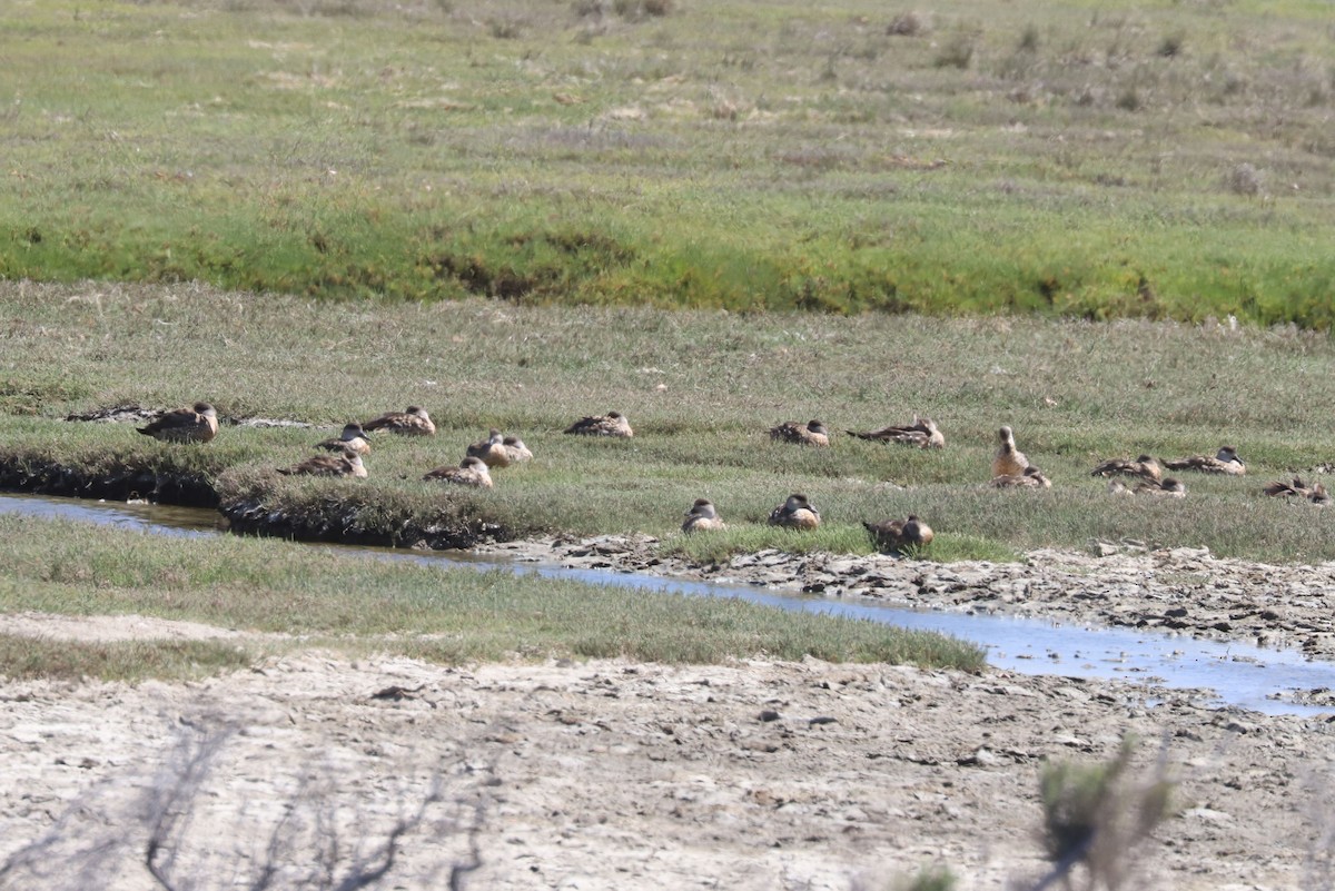 Canard huppé - ML650876210