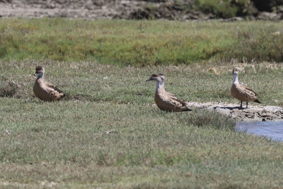 Canard huppé - ML650876211
