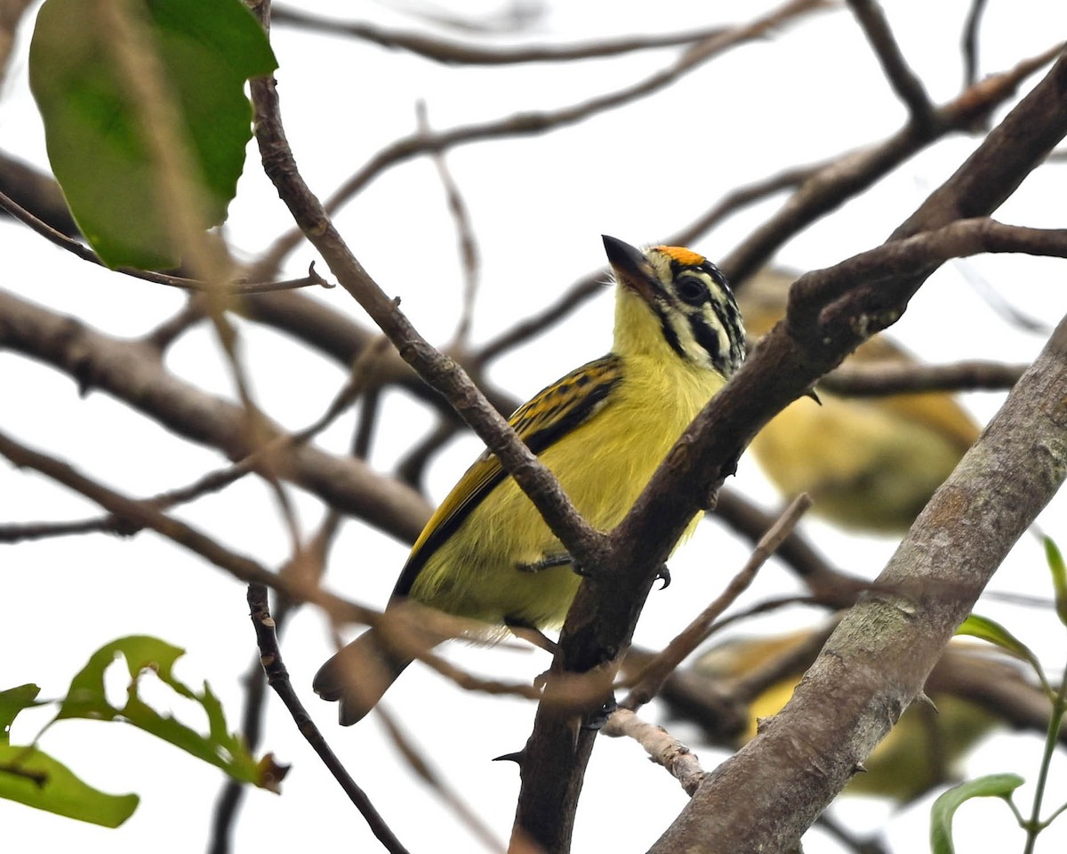 Yellow-fronted Tinkerbird - ML650876249