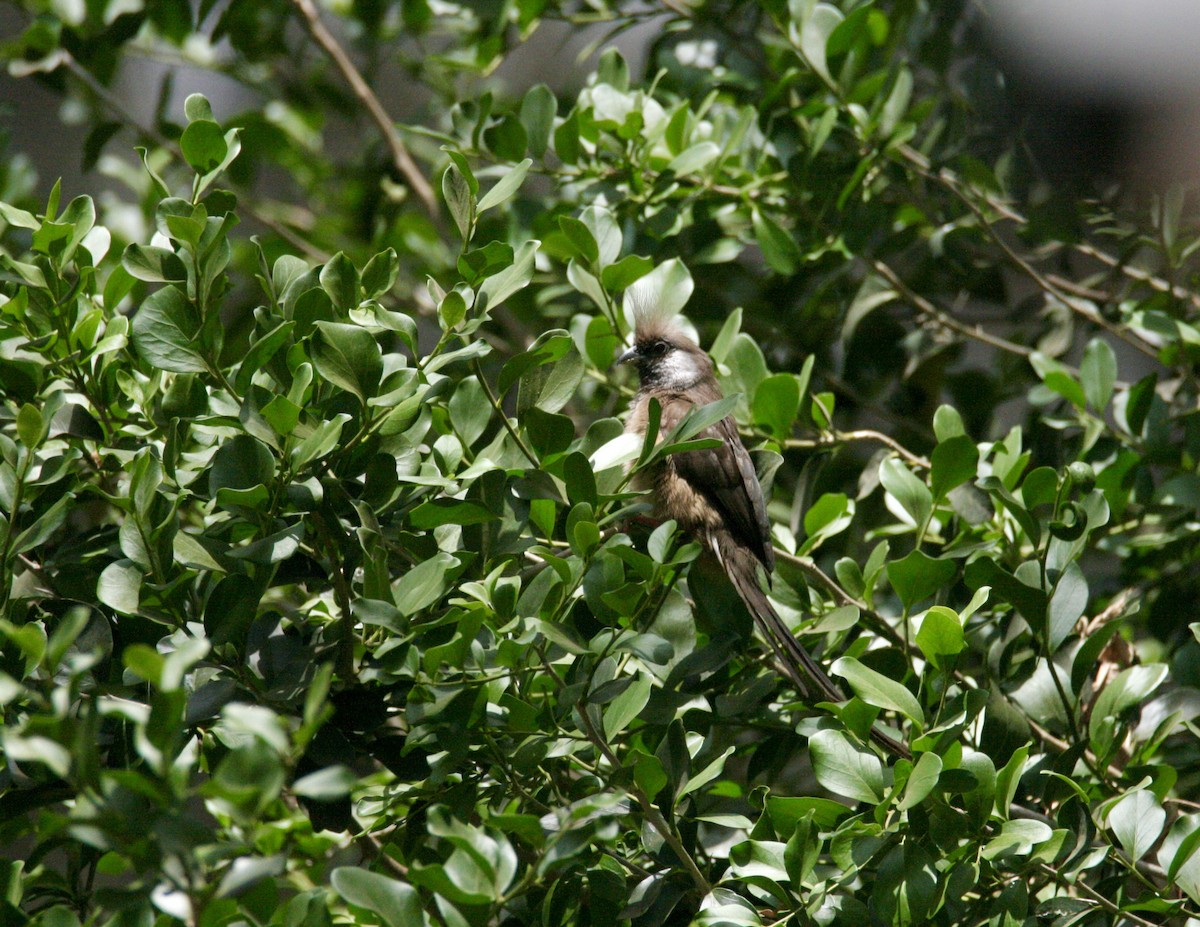 Бурокрылая птица-мышь - ML650876275