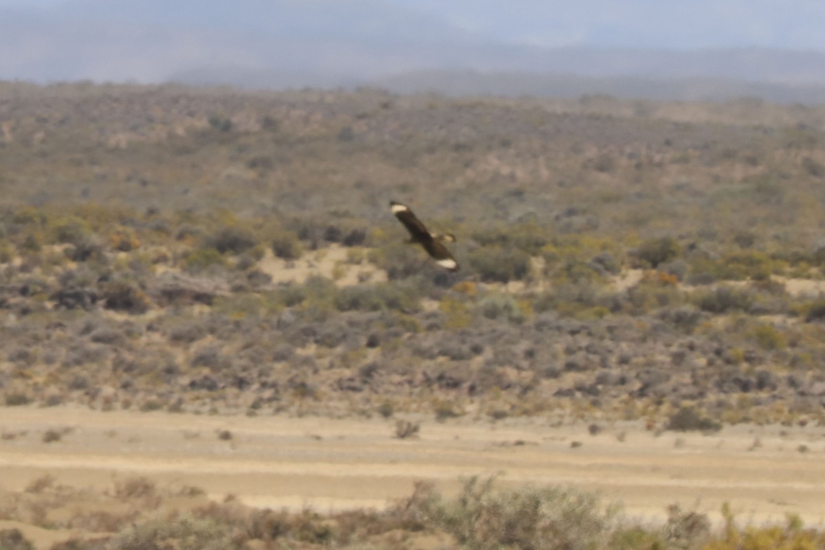 Caracara huppé - ML650876292