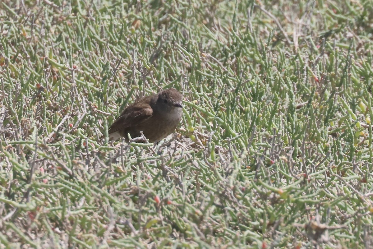 Lessonie noire - ML650876314