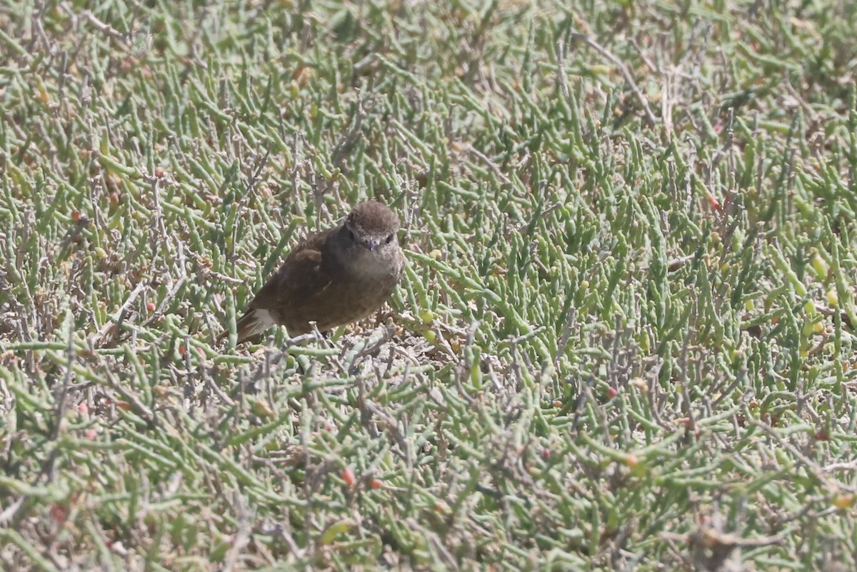 Lessonie noire - ML650876315