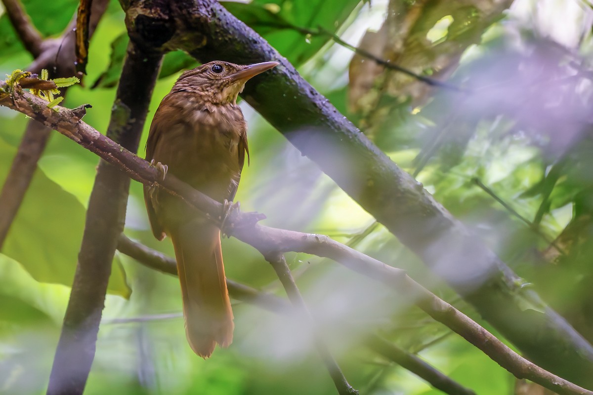 Eastern Woodhaunter - ML650876389