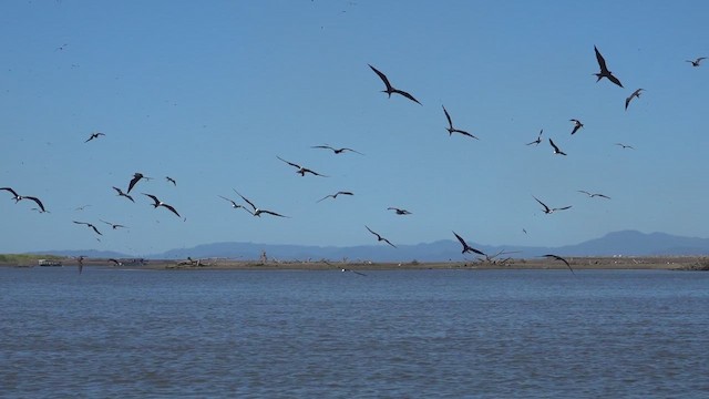 Magnificent Frigatebird - ML650876476