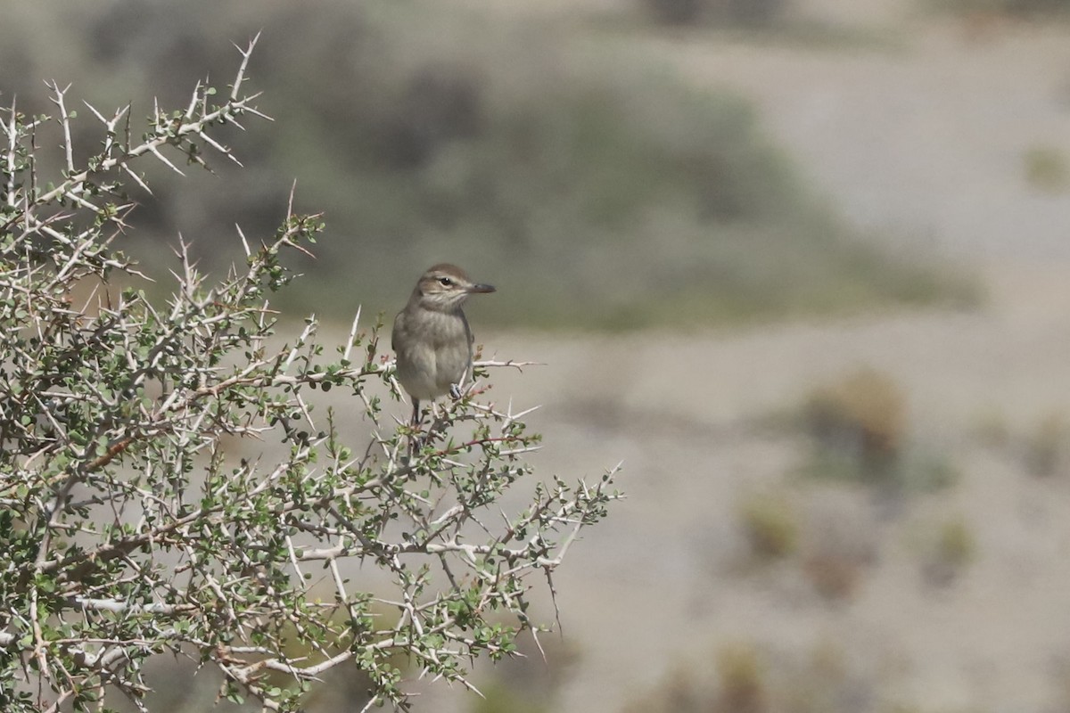 Gaucho argentin - ML650876906