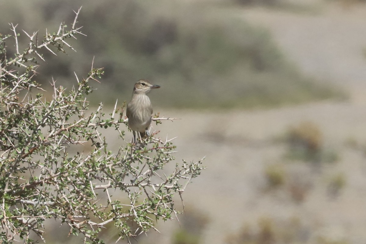 Gaucho argentin - ML650876907