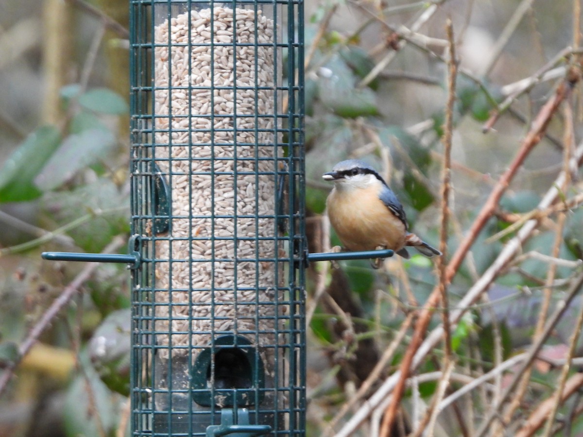 Eurasian Nuthatch - ML650877472