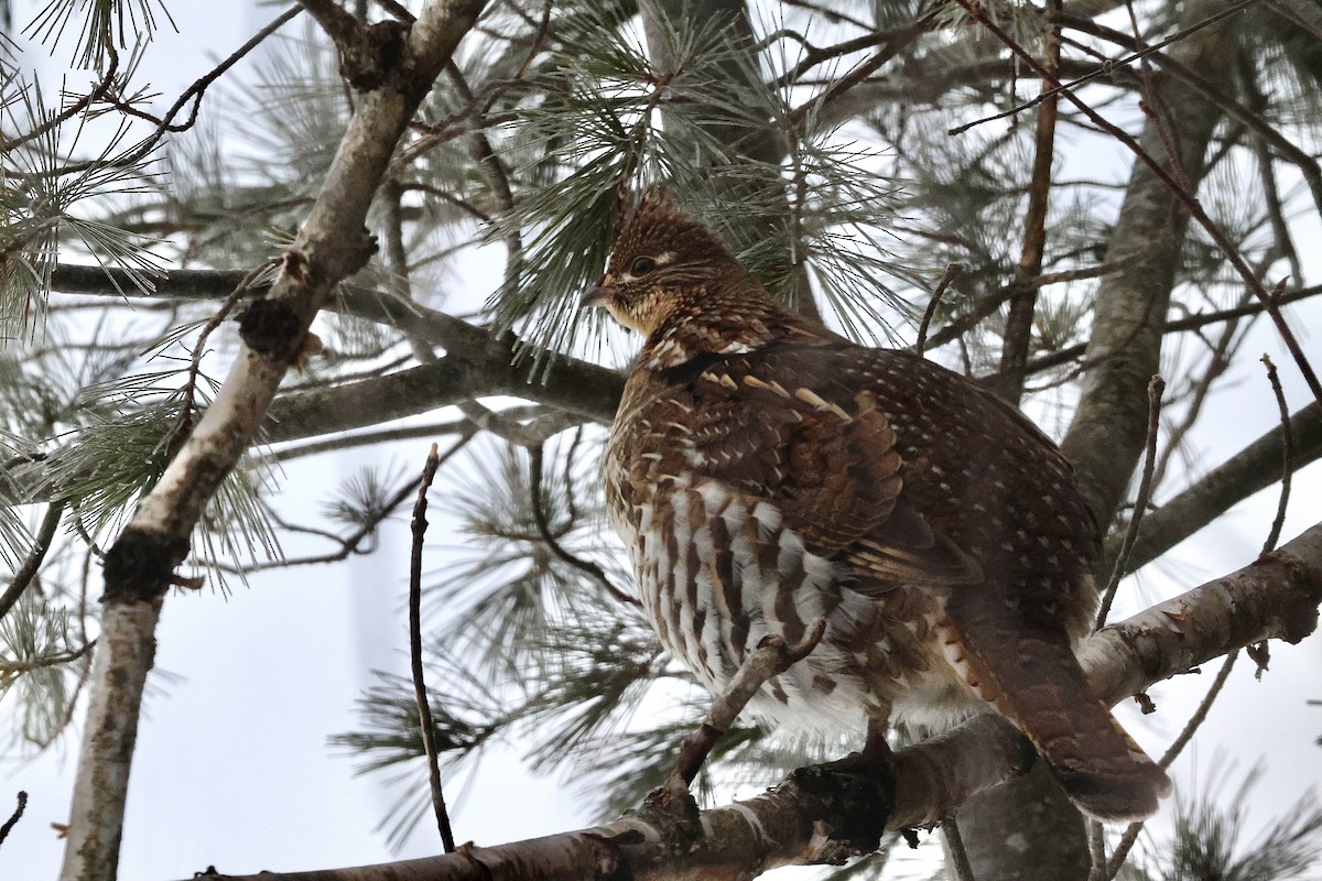 Орябок американський - ML650877569