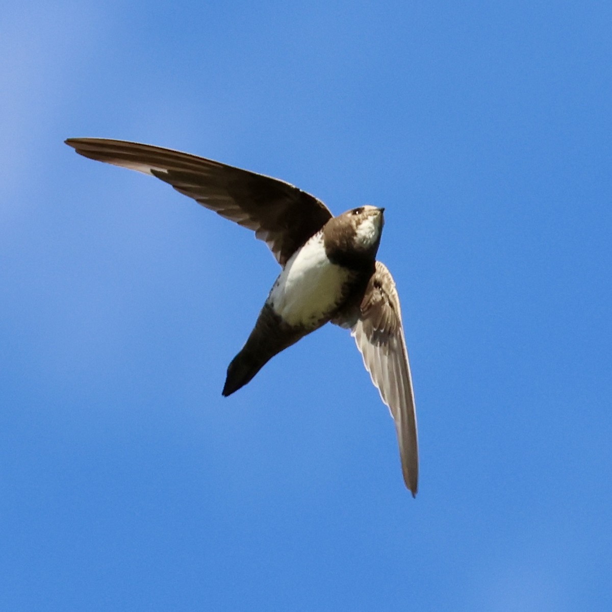 Alpine Swift - ML650877988