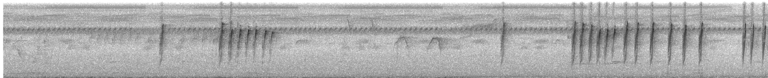 Suimanga Gorjigrís - ML650878008