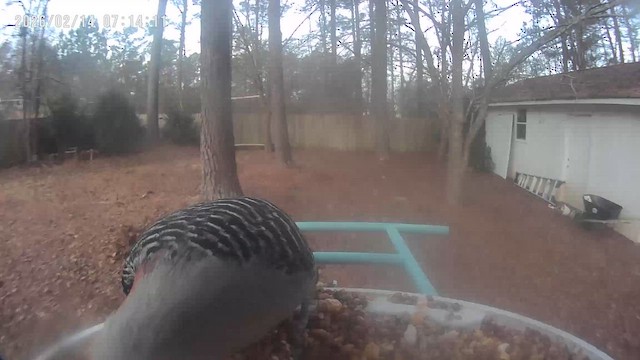 Red-bellied Woodpecker - ML650878302