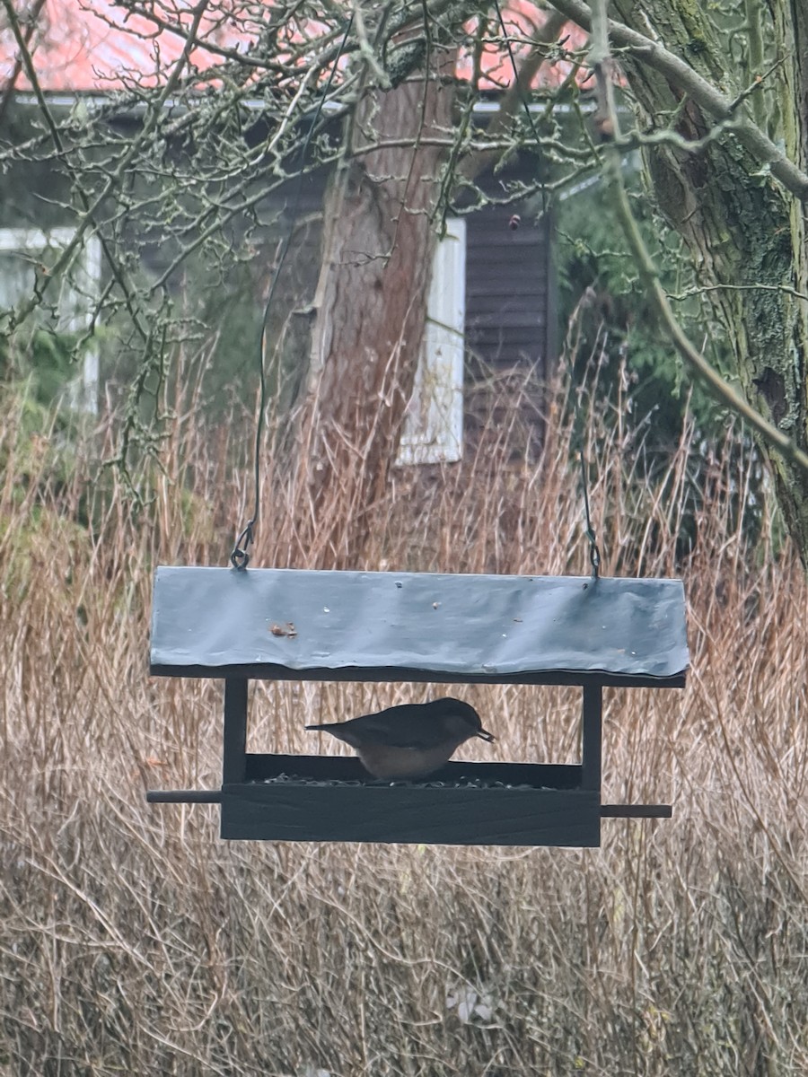 Eurasian Nuthatch - ML650878308