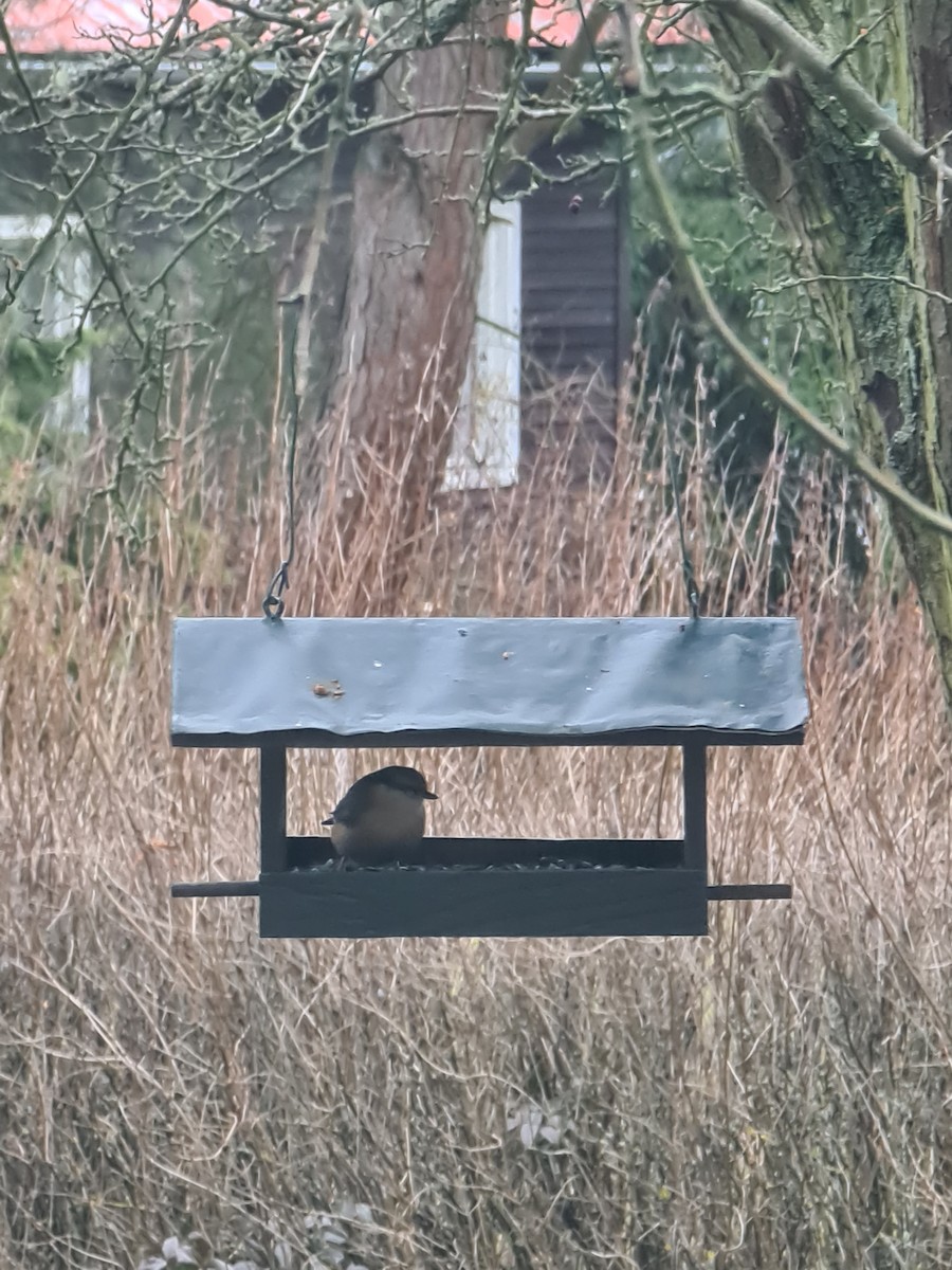 Eurasian Nuthatch - ML650878309