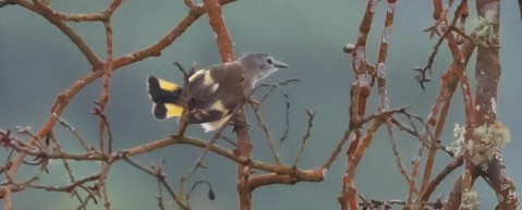 American Redstart - ML650878553