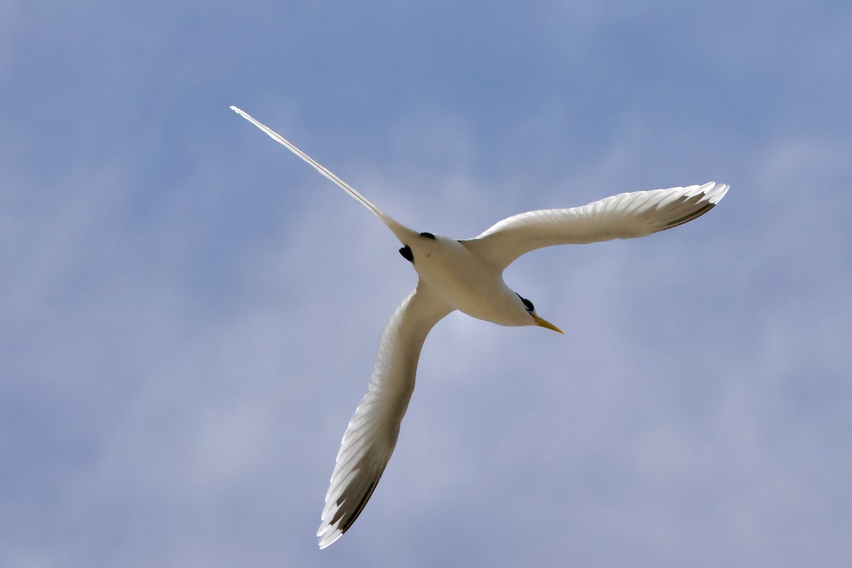 småtropikkfugl - ML650878979