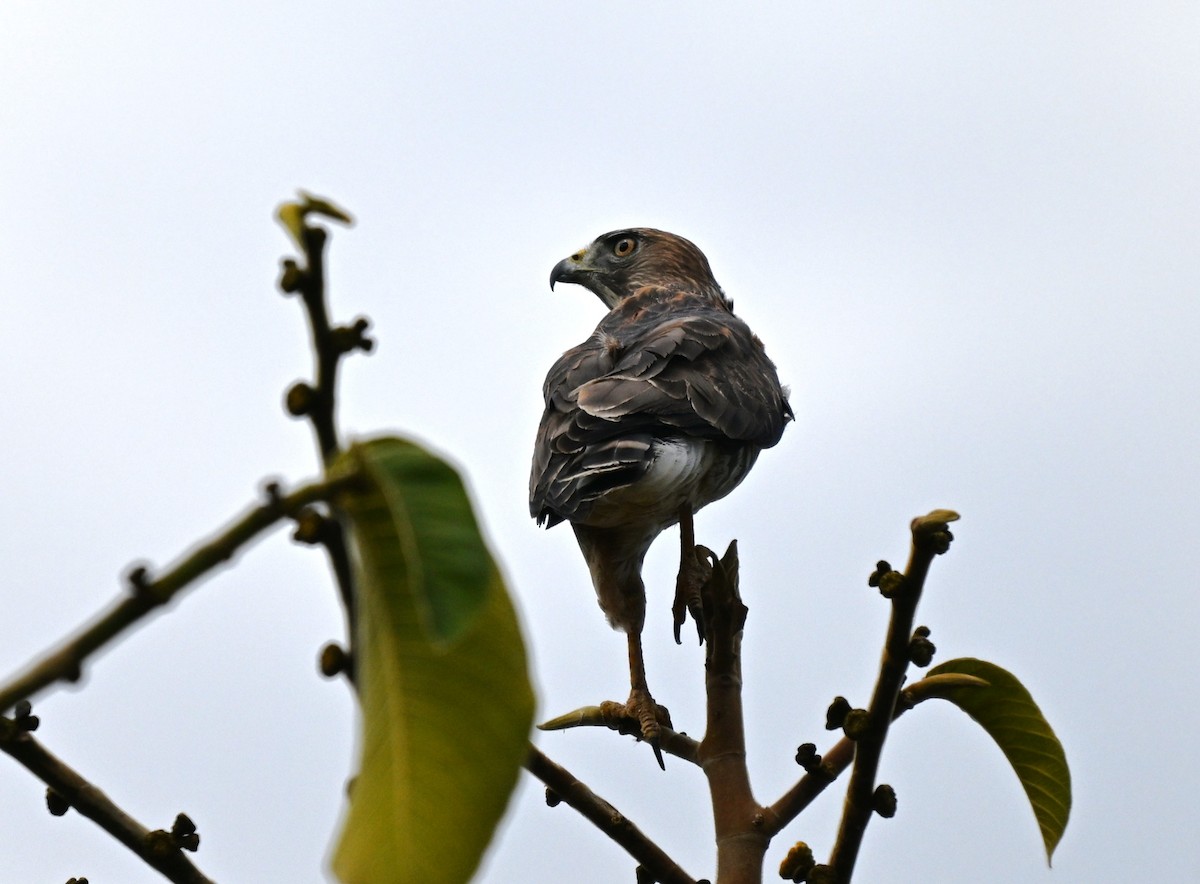 Broad-winged Hawk - ML650879162