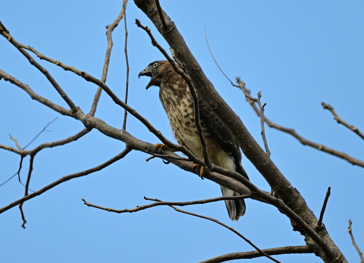 Broad-winged Hawk - ML650879163