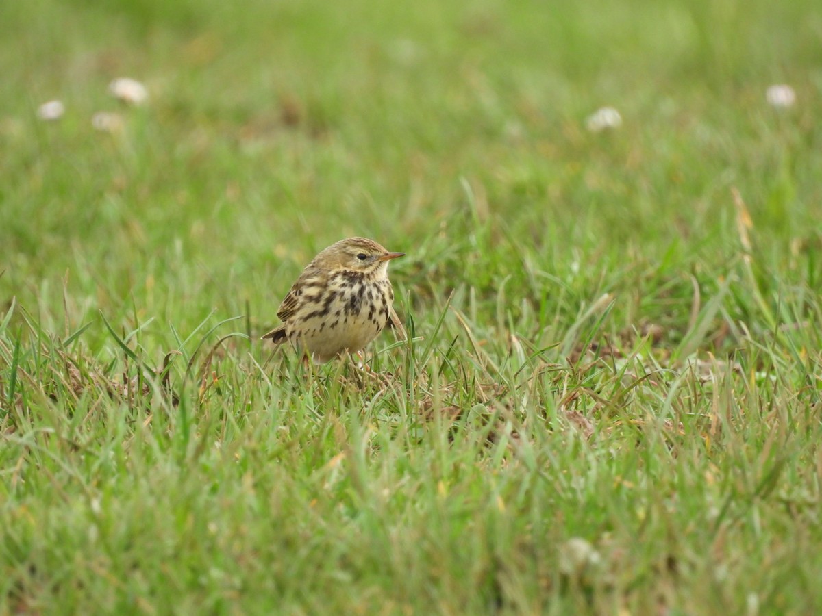 Meadow Pipit - ML650879205
