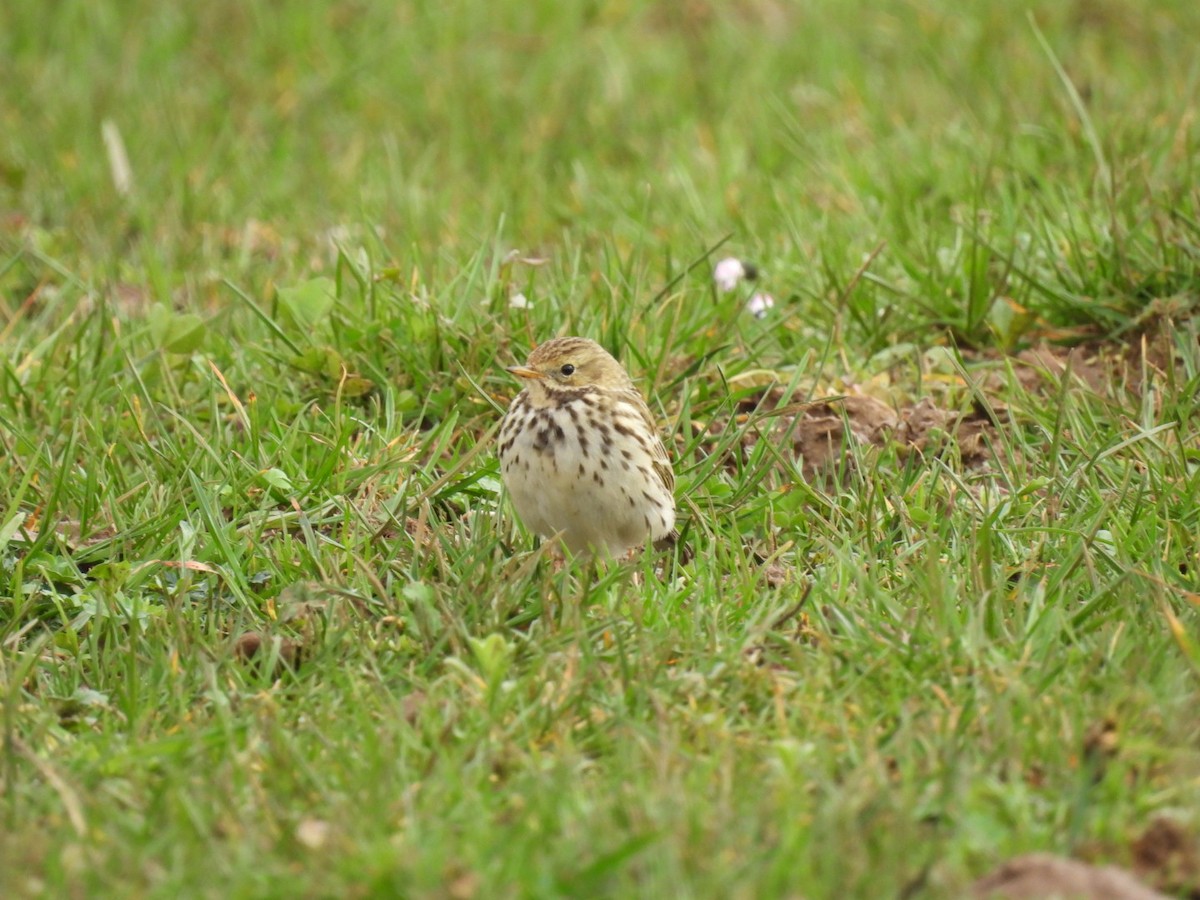 Meadow Pipit - ML650879206