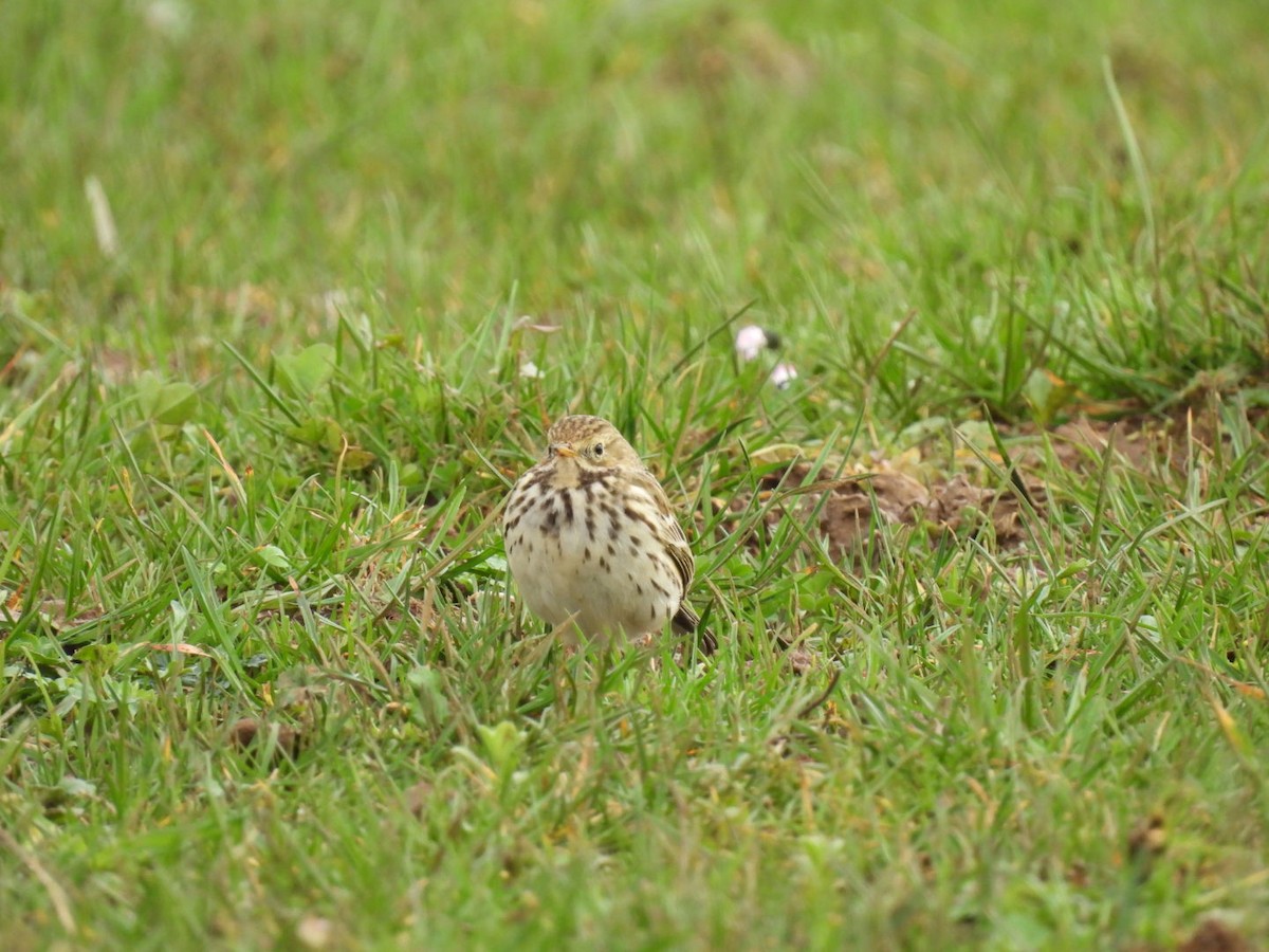 Meadow Pipit - ML650879207