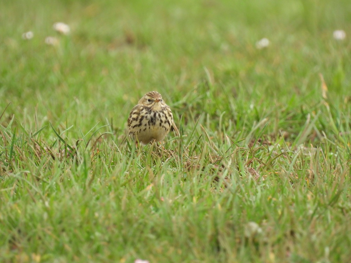 Meadow Pipit - ML650879208