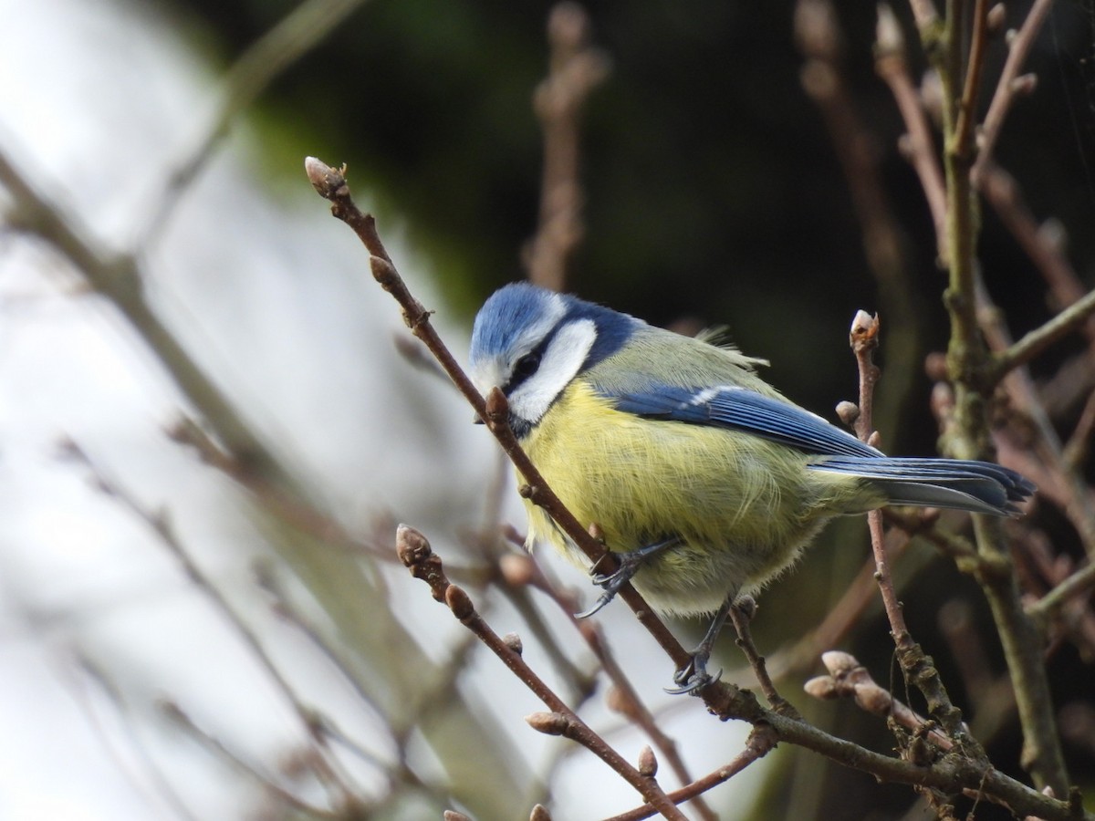 Eurasian Blue Tit - ML650879227