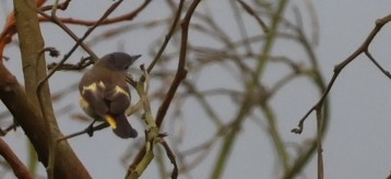 American Redstart - ML650879238