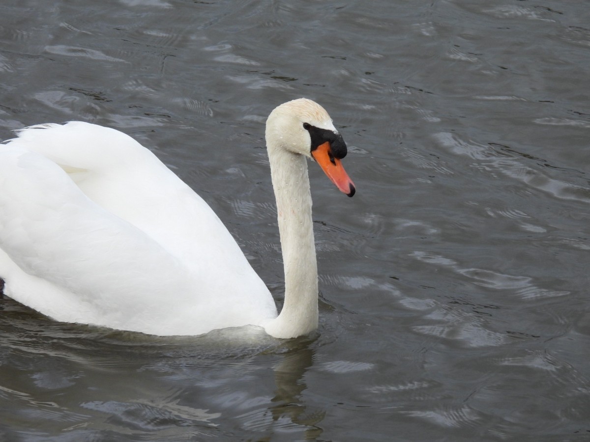 Mute Swan - ML650879281