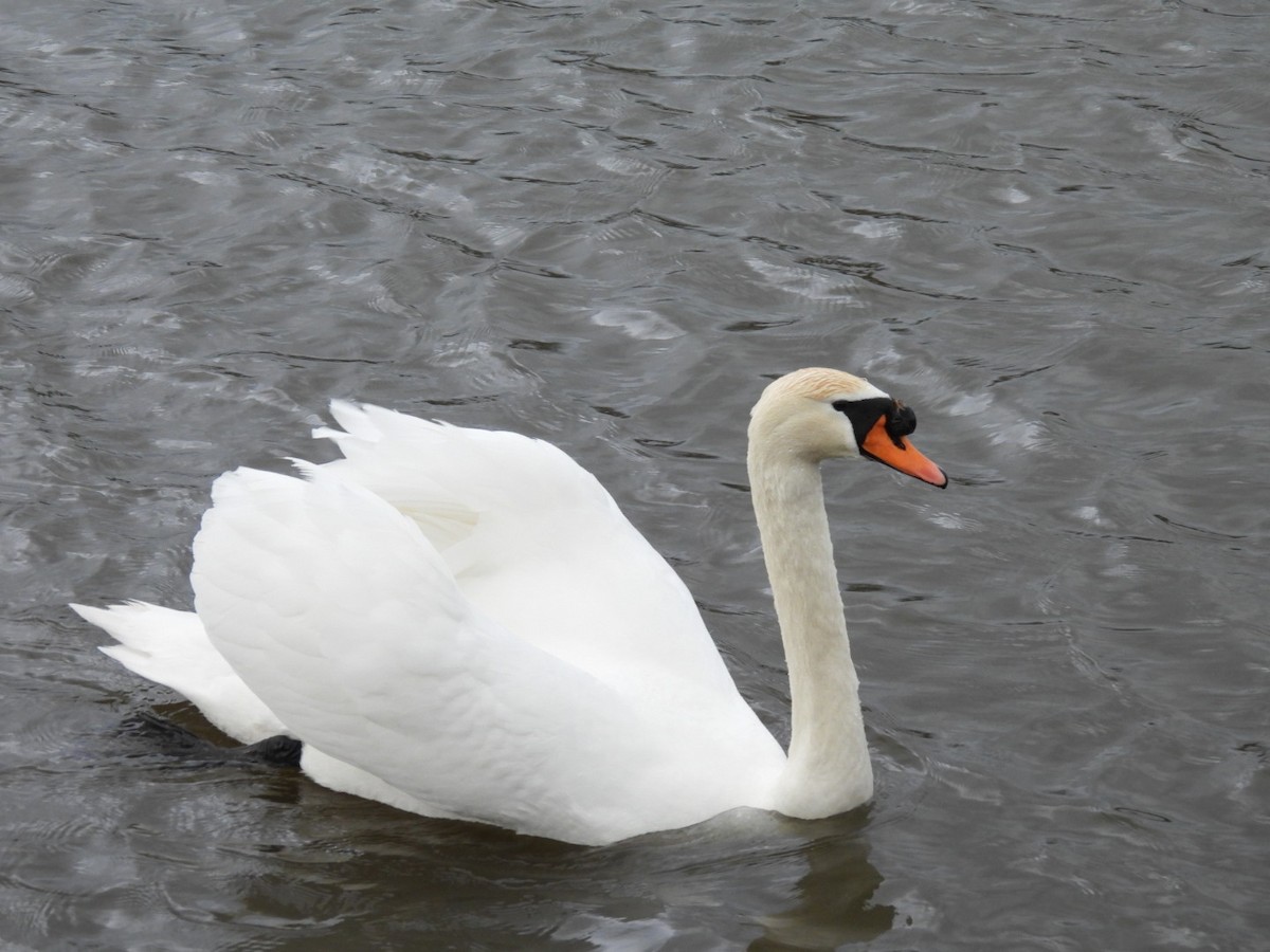 Mute Swan - ML650879282