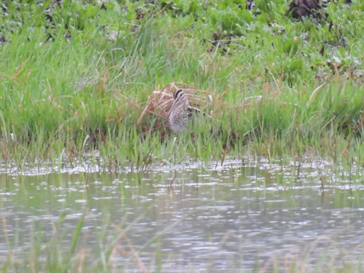 Common Snipe - ML650879302