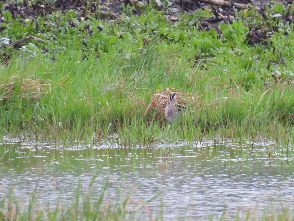 Common Snipe - ML650879303