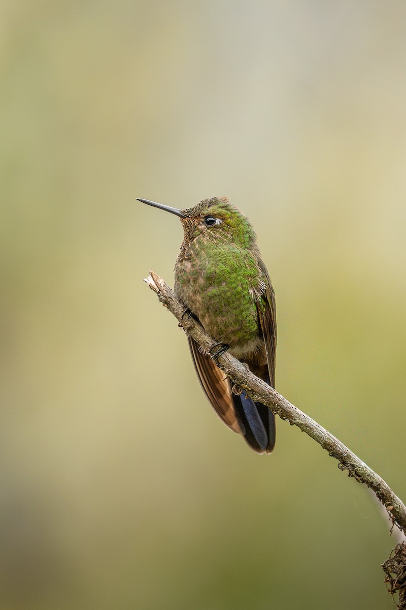 Viridian Metaltail - ML650879495