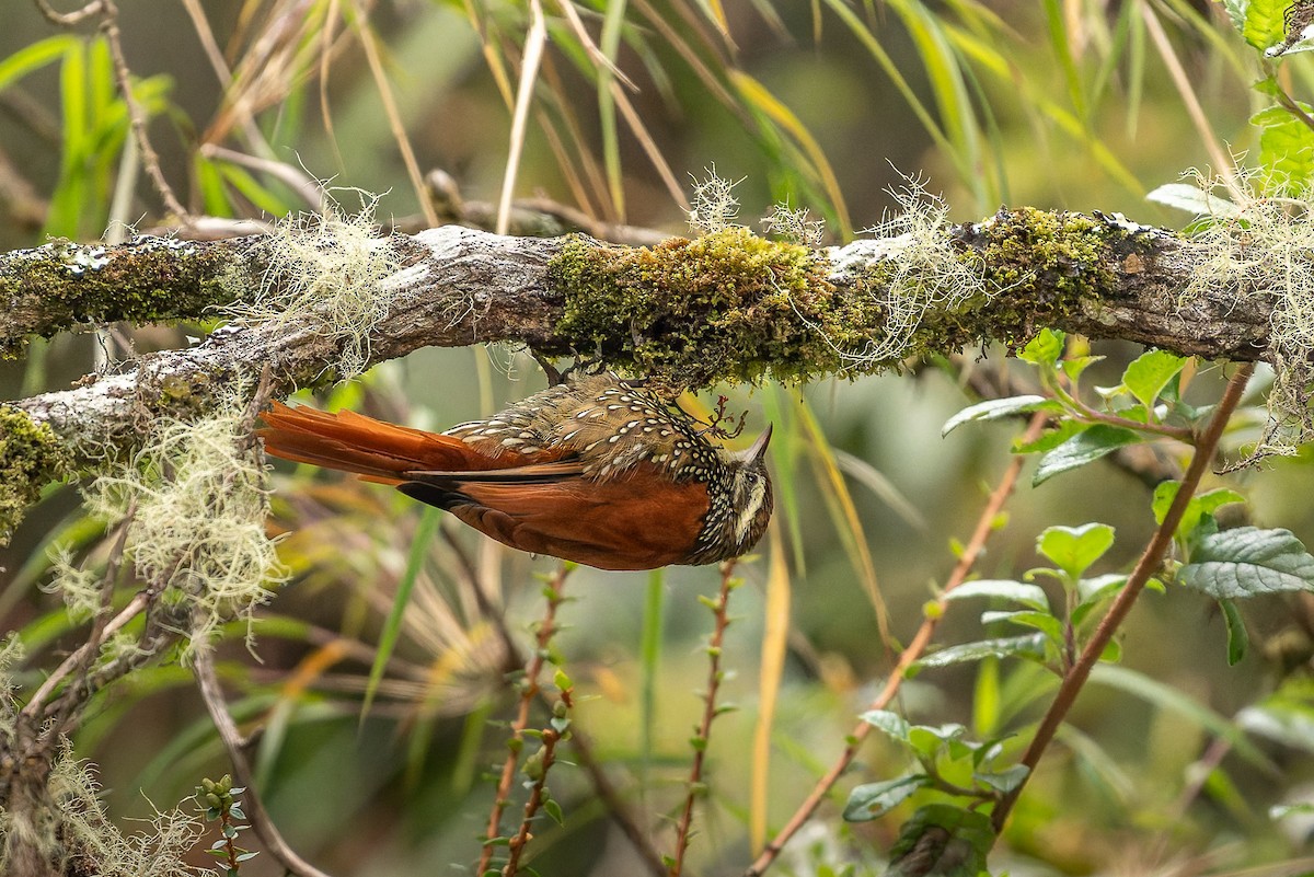 Pearled Treerunner - ML650879518