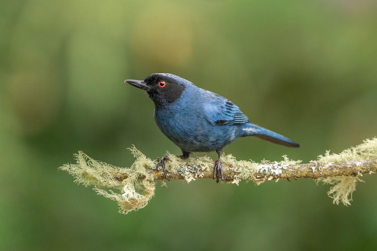 Masked Flowerpiercer - ML650879580