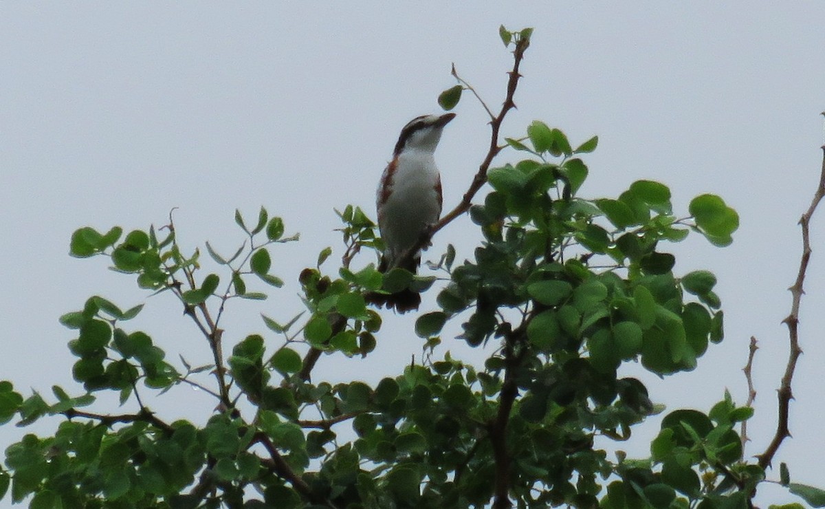 Brubru - ML650879598