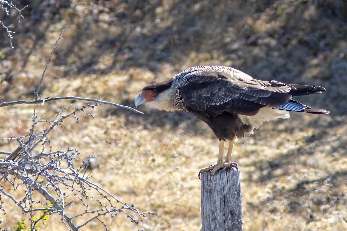 Crested Caracara - ML650879669
