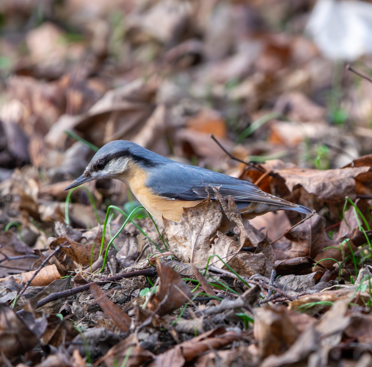 Eurasian Nuthatch - ML650879703