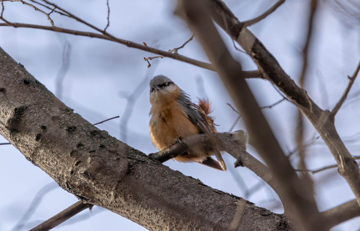 Eurasian Nuthatch - ML650879705