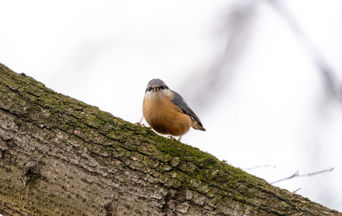 Eurasian Nuthatch - ML650879706