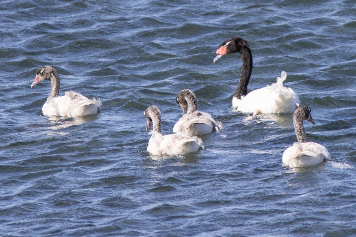 ברבור שחור-צוואר - ML650879738