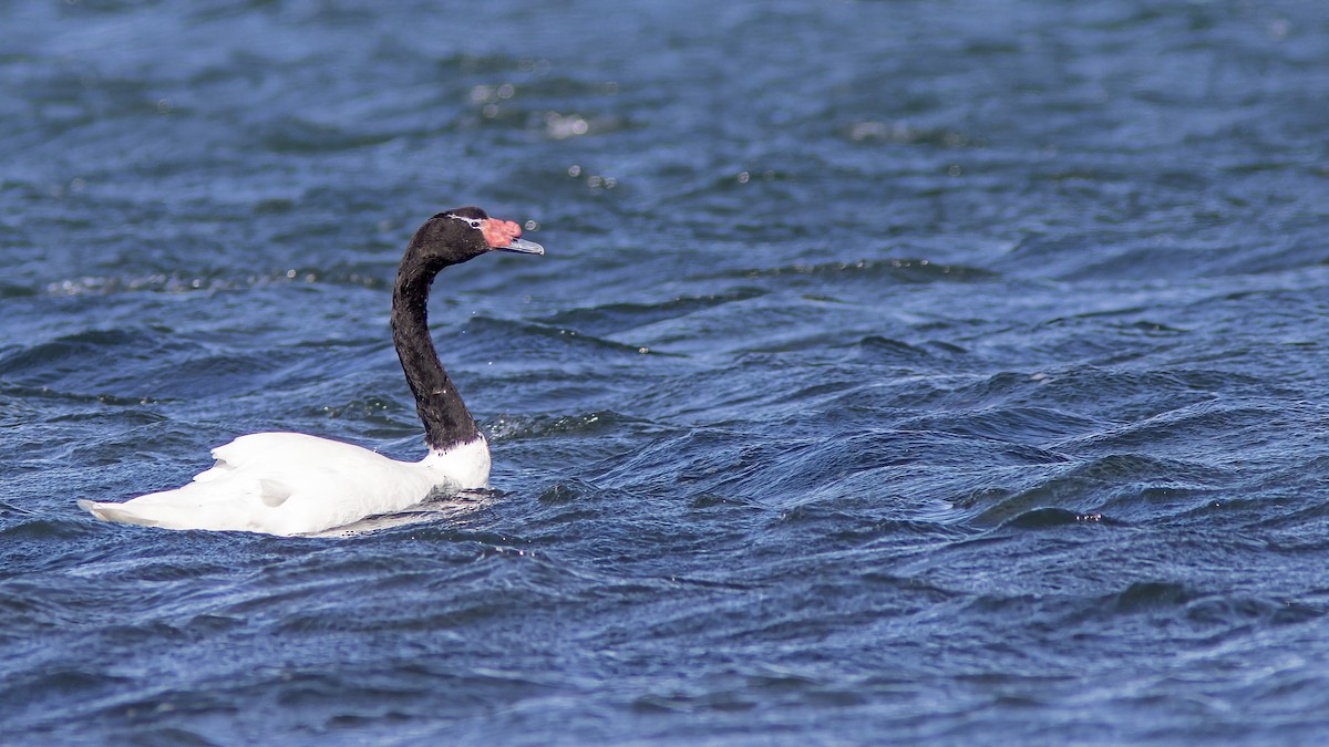 ברבור שחור-צוואר - ML650879849