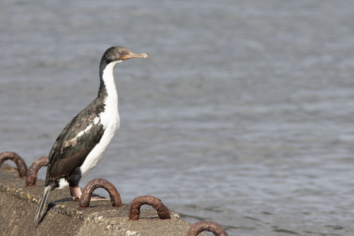 Imperial Cormorant - ML650880018