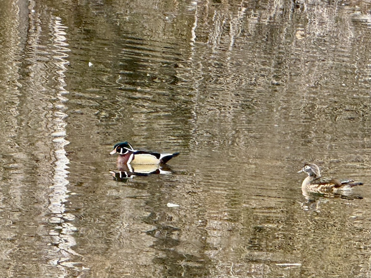 Каролинская утка - ML650880237