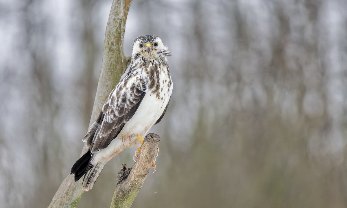 Buse variable - ML650880411