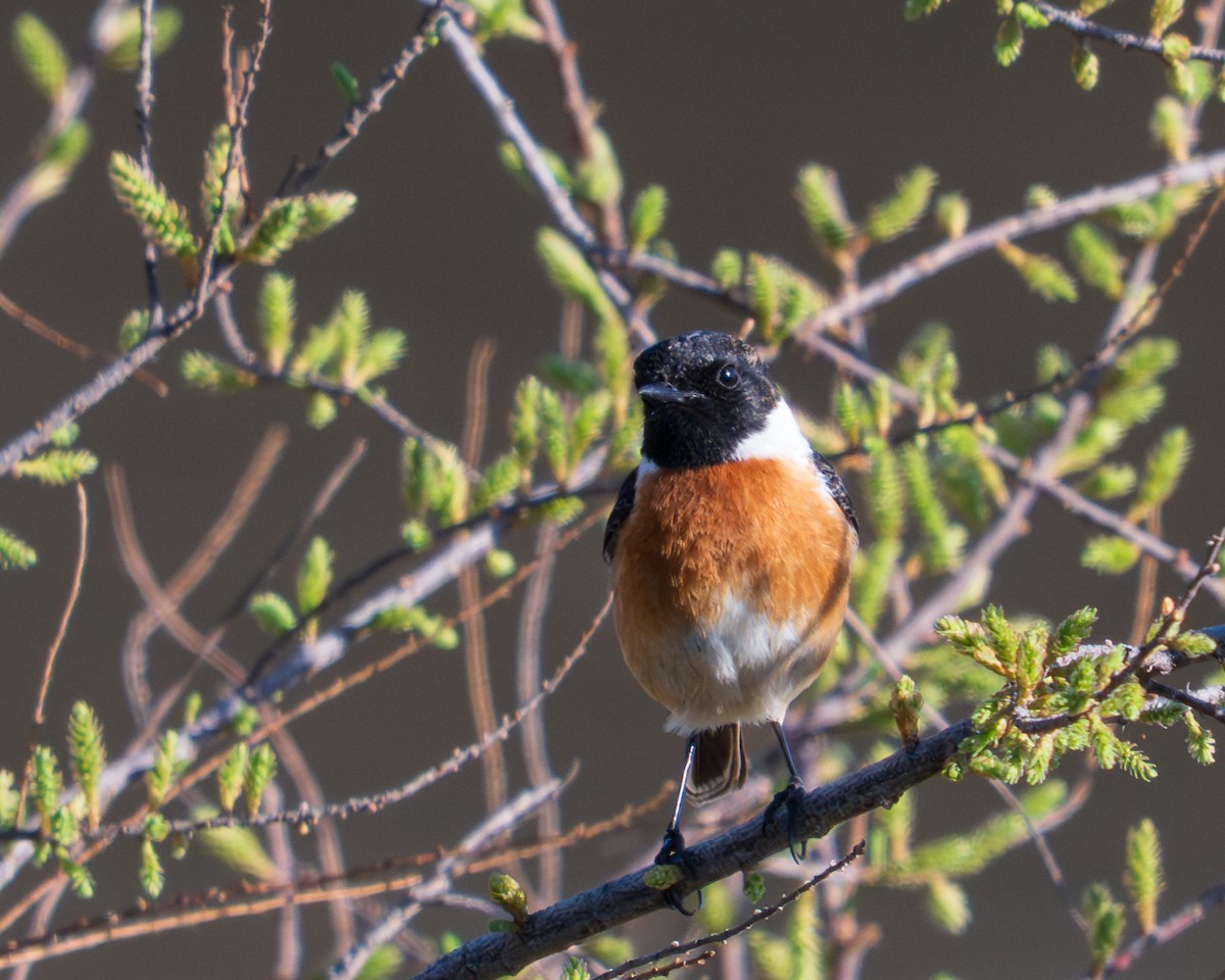 Saltimpalo - ML650880414