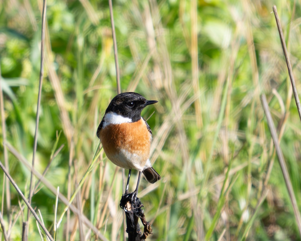 Saltimpalo - ML650880415