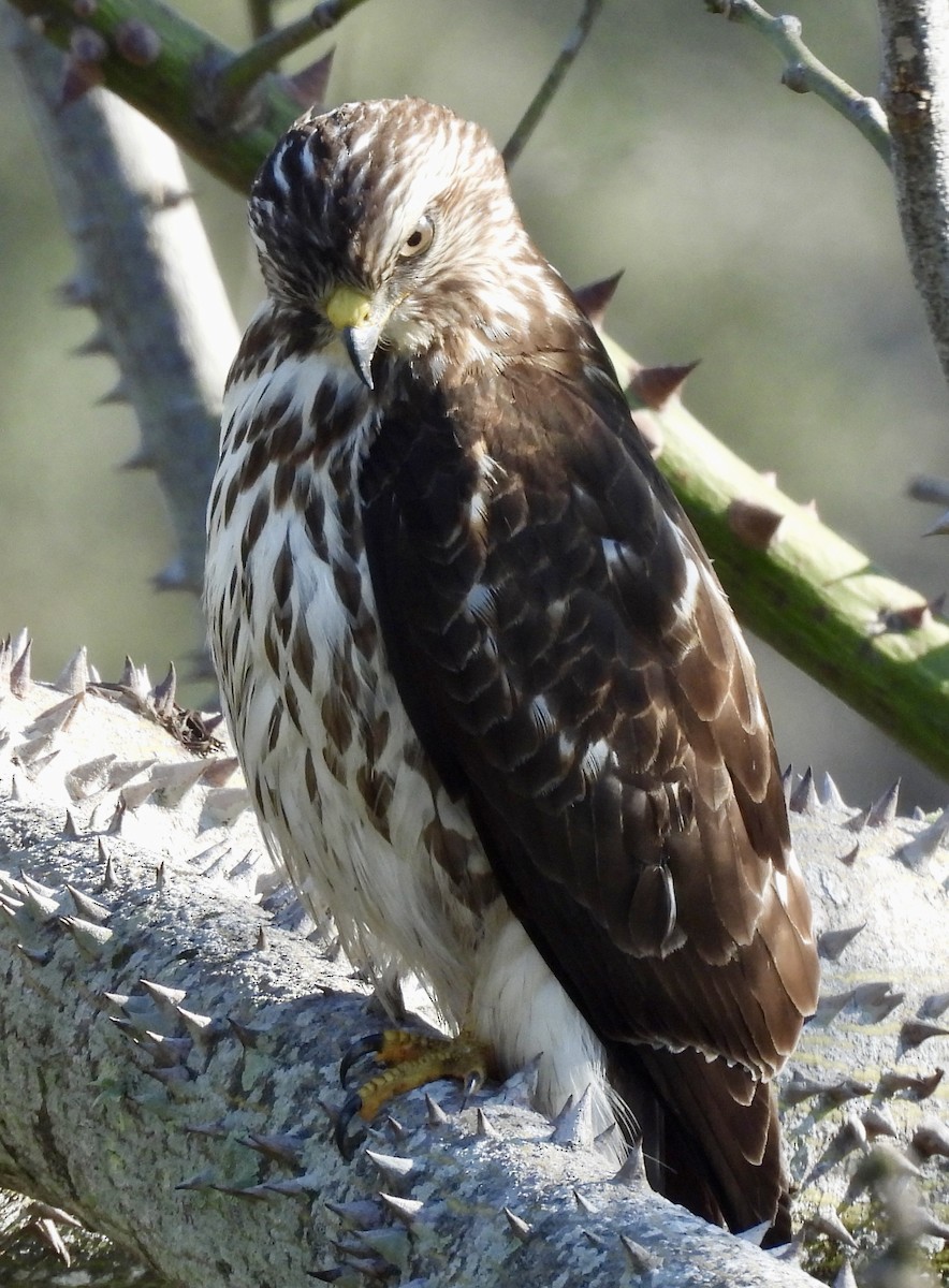 Broad-winged Hawk - ML650880764