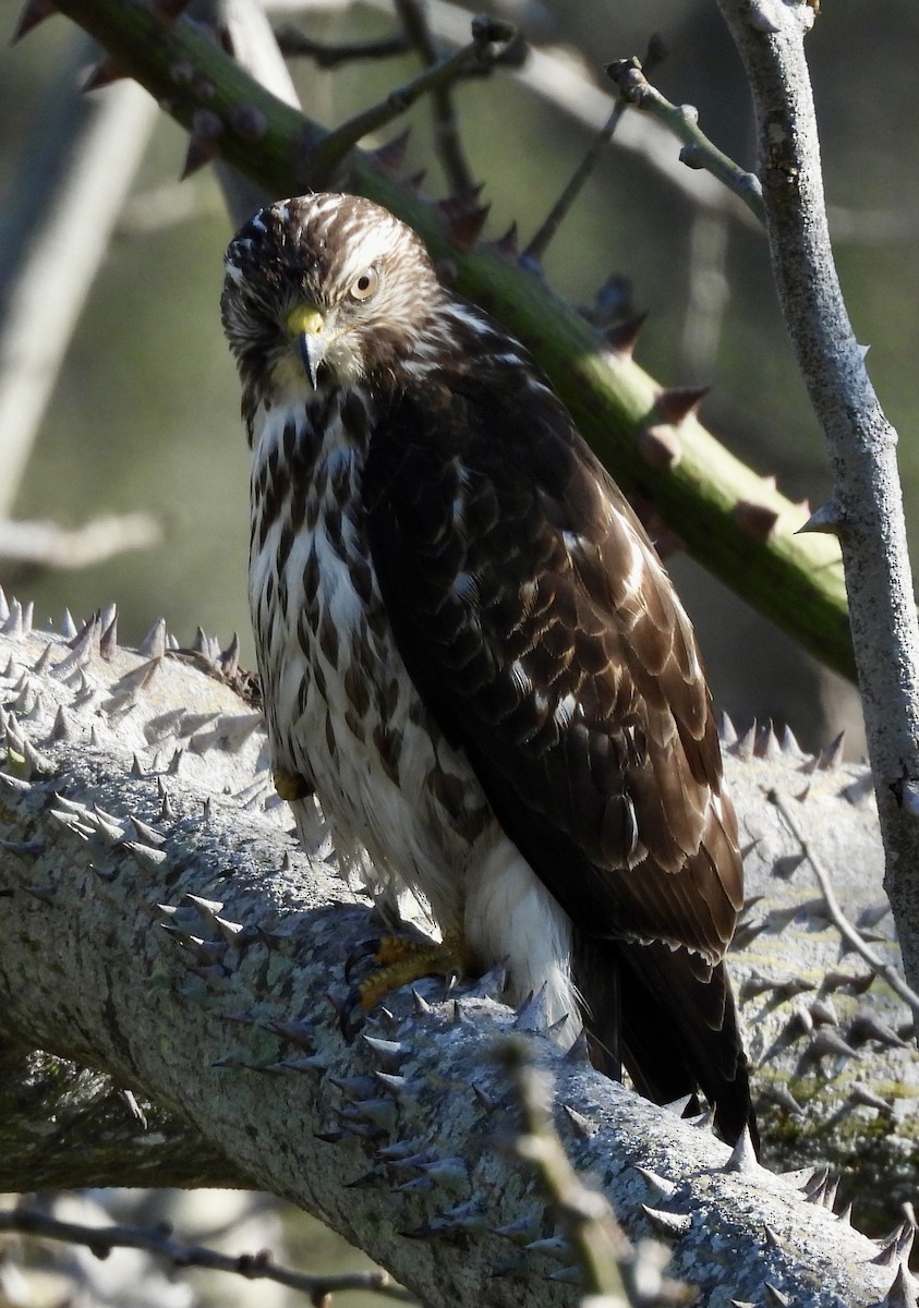 Broad-winged Hawk - ML650880765
