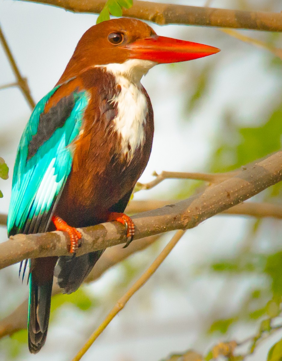 White-throated Kingfisher - ML650881289